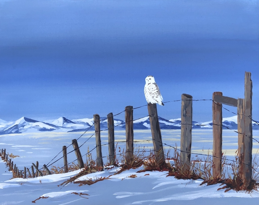 Snowy Owl in the Alberta Foothills